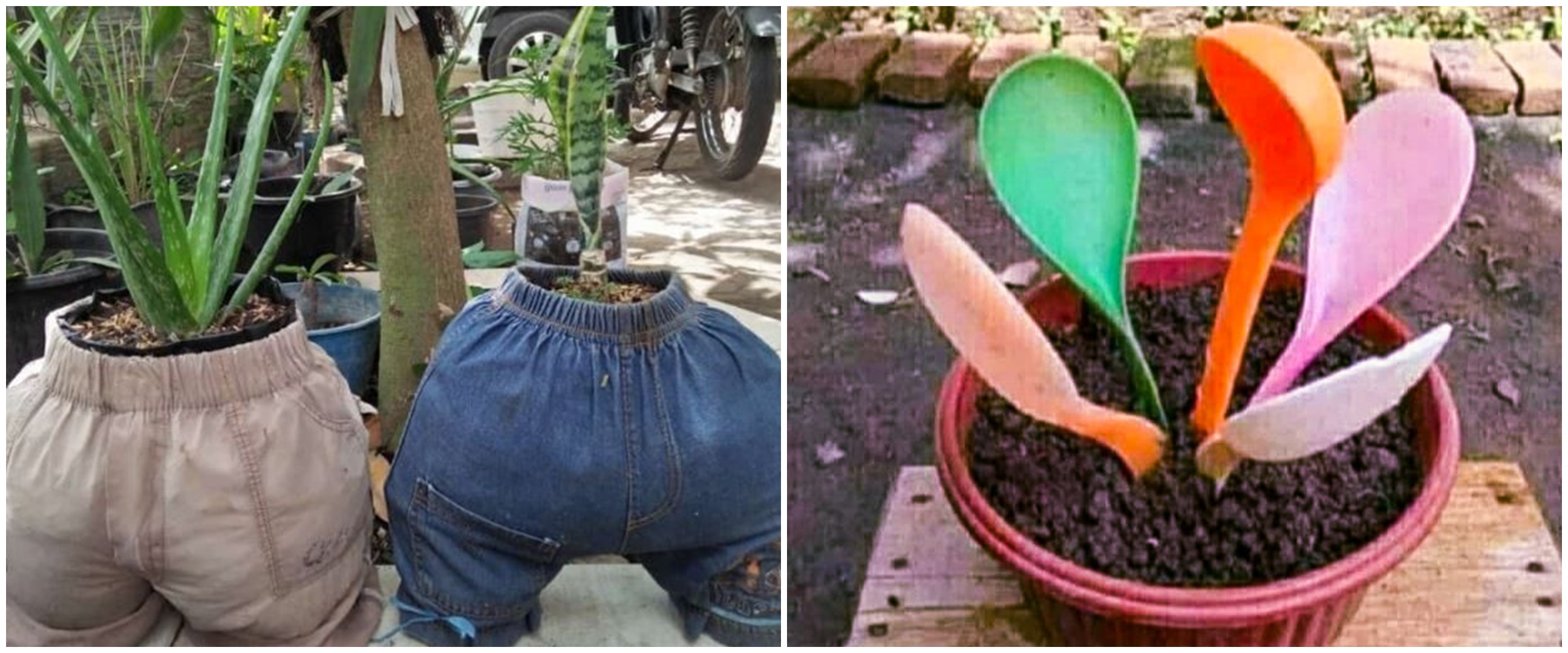 15 Potret lucu tanaman hias ini penampakannya bikin dahi berkerut