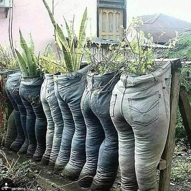 15 Potret lucu tanaman hias ini penampakannya bikin dahi berkerut