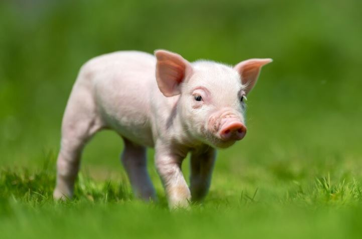 Arti mimpi dikejar babi 2022 berbagai sumber