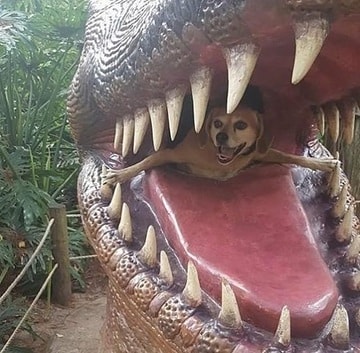 11 Momen lucu hewan pose lucu saat dipotret, gemesin banget