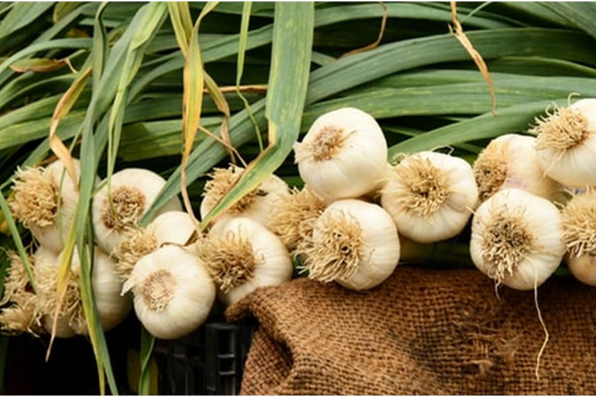 Kandungan pada bawang putih yang dapat memperkuat sistem imun adalah