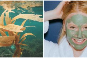 7 Daftar skincare dengan bahan aktif dari laut, gunakan marine alga