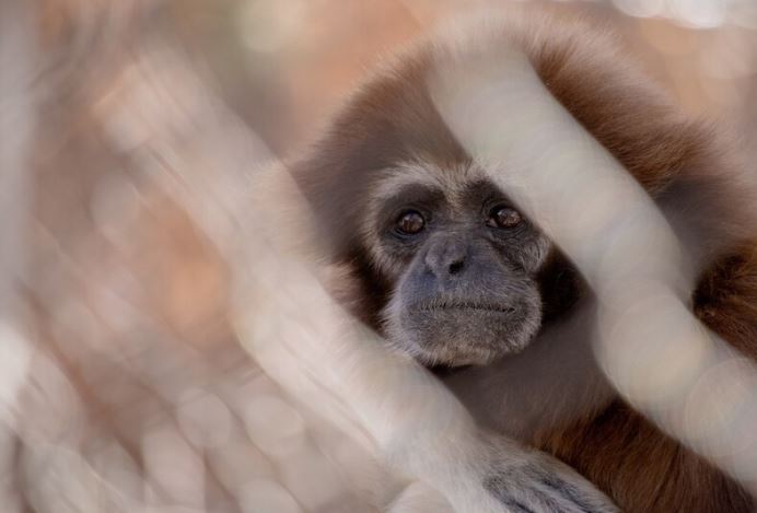 20 Arti mimpi digigit monyet yang bikin penasaran, punya makna mendalam