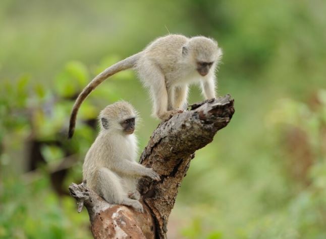 20 Arti mimpi digigit monyet yang bikin penasaran, punya makna mendalam