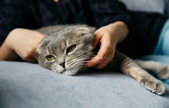 7 Arti mimpi digigit kucing yang perlu diketahui, jadi peringatan