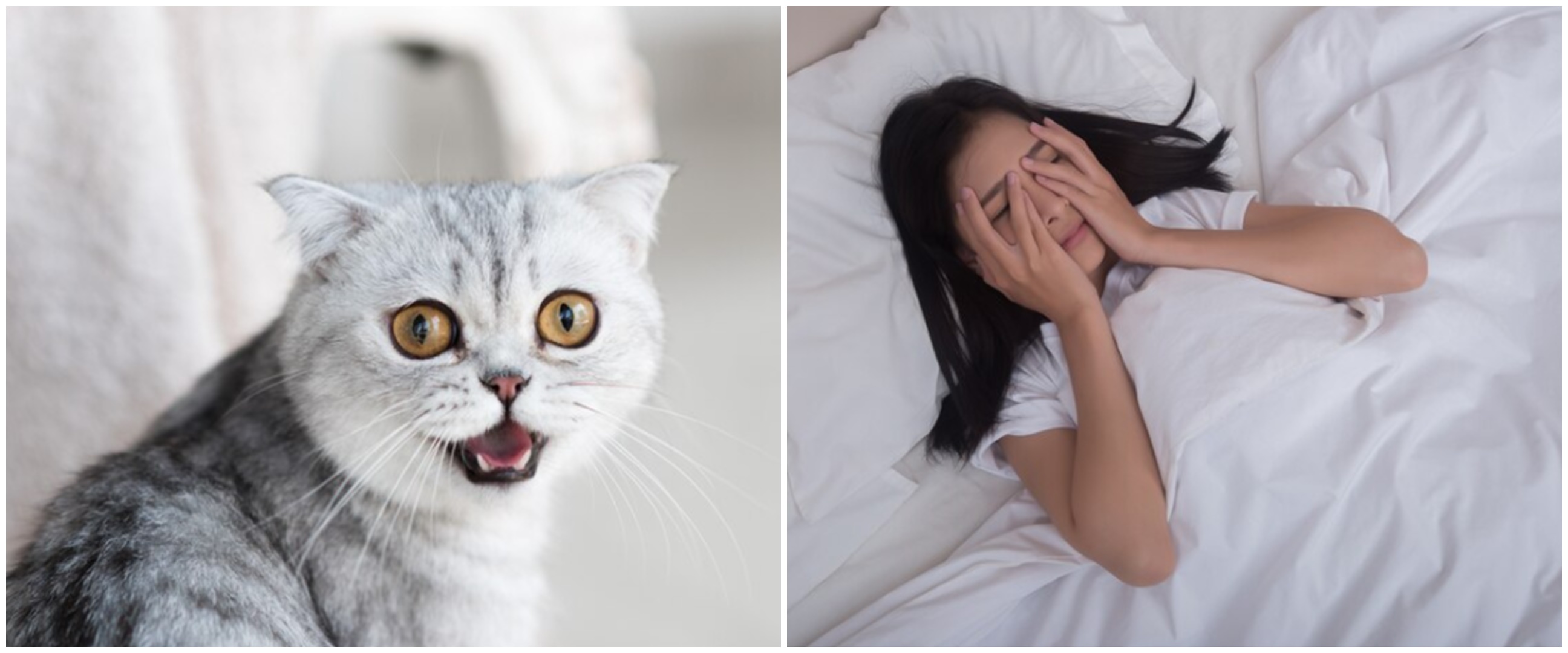 7 Arti mimpi digigit kucing yang perlu diketahui, jadi peringatan