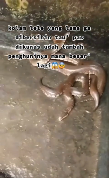 Viral video kolam lele berubah jadi sarang ular, bikin merinding ngeri
