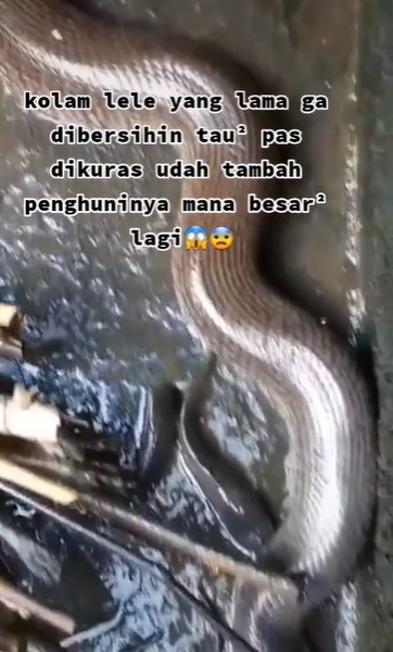 Viral video kolam lele berubah jadi sarang ular, bikin merinding ngeri