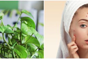 8 Manfaat daun sirih cina untuk wajah, bantu memudarkan flek hitam