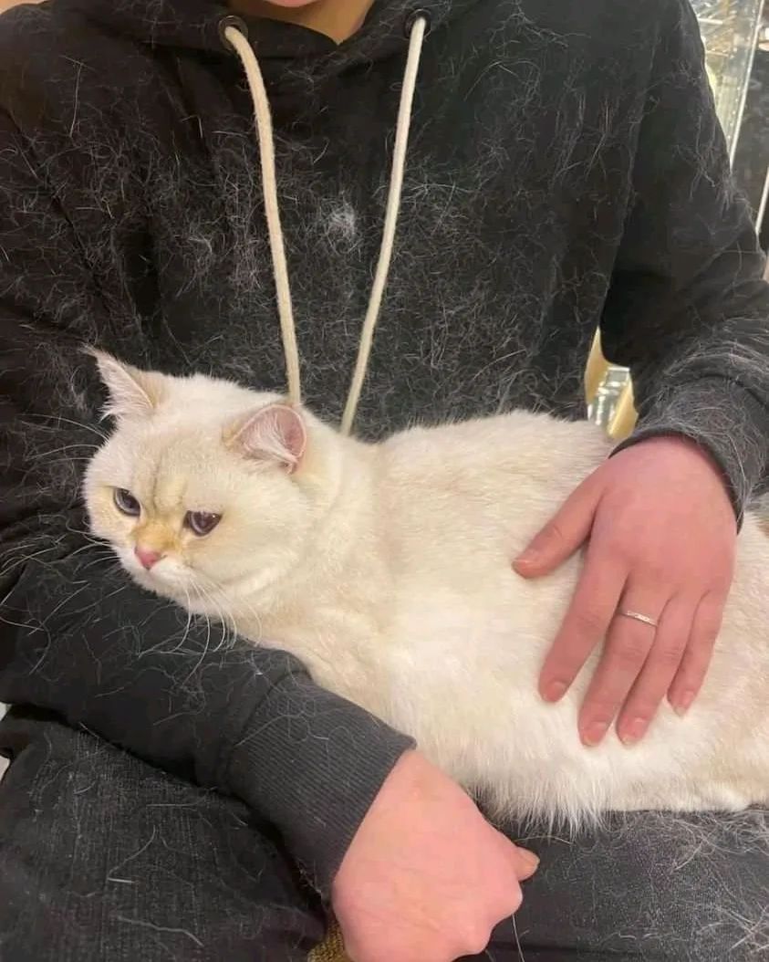 13 Momen apes ini cuma bisa dirasakan pemilik kucing, setuju nggak?