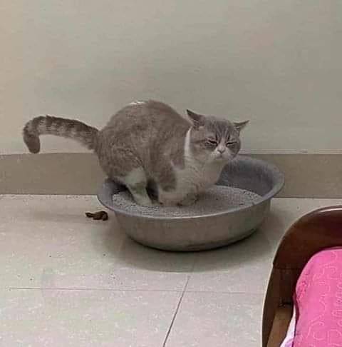 13 Momen apes ini cuma bisa dirasakan pemilik kucing, setuju nggak?