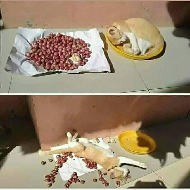 13 Momen apes ini cuma bisa dirasakan pemilik kucing, setuju nggak?