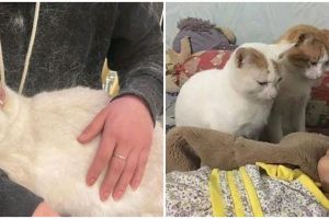 13 Momen apes ini cuma bisa dirasakan pemilik kucing, setuju nggak?