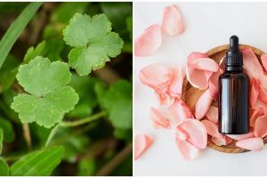 6 Manfaat centella asiatica di dalam skincare, cegah penuaan dini