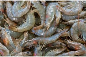 7 Cara tepat membersihkan udang, cepat dan mudah dipraktikkan