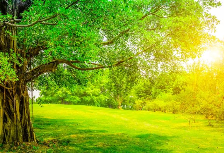 9 Arti mimpi seputar pohon menurut Islam, bawa pertanda baik