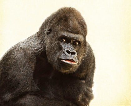 Pengertian kelangkaan, ciri, jenis, faktor, dampak, dan cara mengatasi