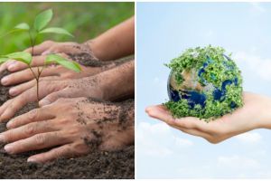 Reboisasi adalah penanaman hutan gundul, pahami manfaatnya