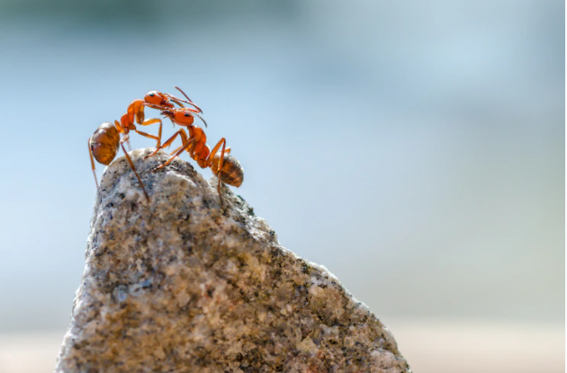 9 Arti mimpi seputar semut, tanda kebaikan dan keburukan