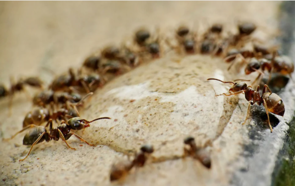 9 Arti mimpi seputar semut, tanda kebaikan dan keburukan