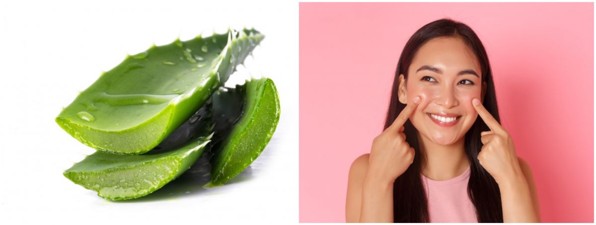 11 Manfaat Aloe Vera Untuk Wajah Dan Cara Mengaplikasikannya 6914