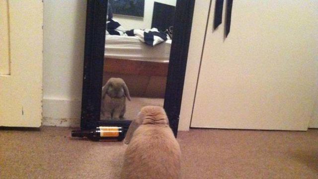 13 Momen kocak hewan bengong saat bercermin ini bikin senyum lebar