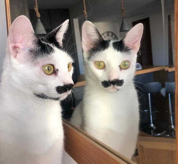 13 Momen kocak hewan bengong saat bercermin ini bikin senyum lebar