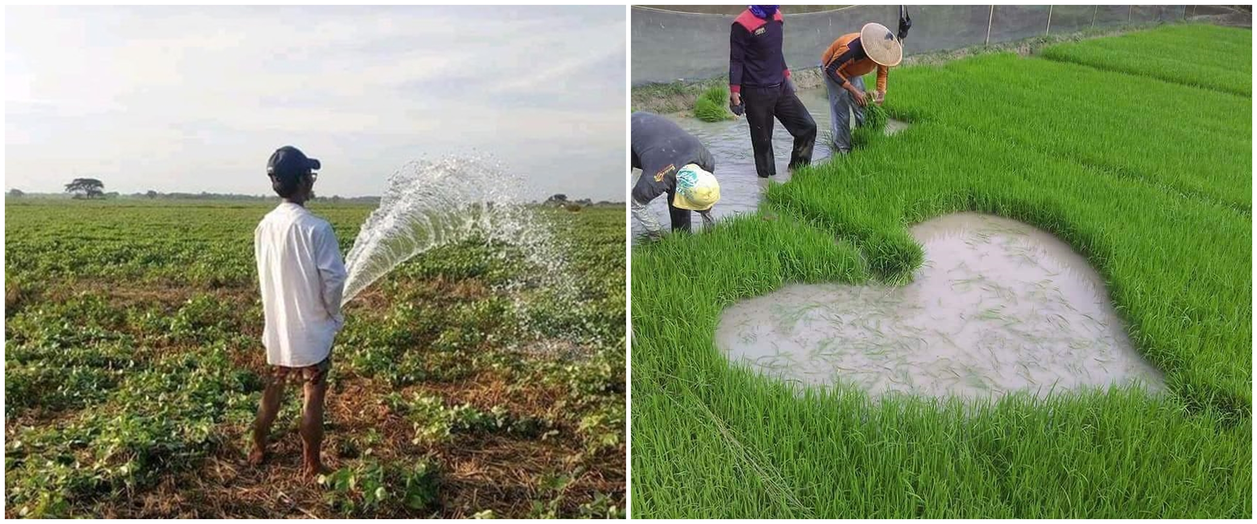 11 Potret nyeleneh bapak-bapak bercocok tanam ini bikin geleng kepala