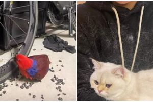 11 Momen apes punya hewan peliharaan, mau marah tapi nggak bisa