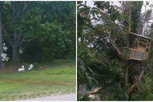 13 Penampakan lucu benda di pohon ini bikin lihat dua kali