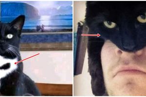 11 Penampakan lucu kucing ini kelihatan seram tapi gemesin juga