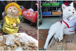 11 Potret lucu kucing jagain dagangan, gayanya kocak abis