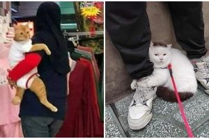 11 Momen lucu kucing 'nempel' dengan manusia, manja abis