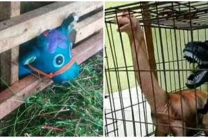 15 Penampakan nyeleneh di dalam kandang ini bikin lihat dua kali