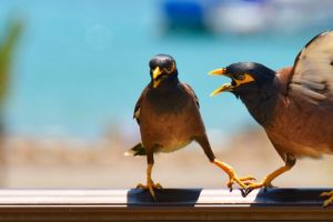 Hewan yang pertama kali kamu lihat ungkap sikapmu ketika sedang marah