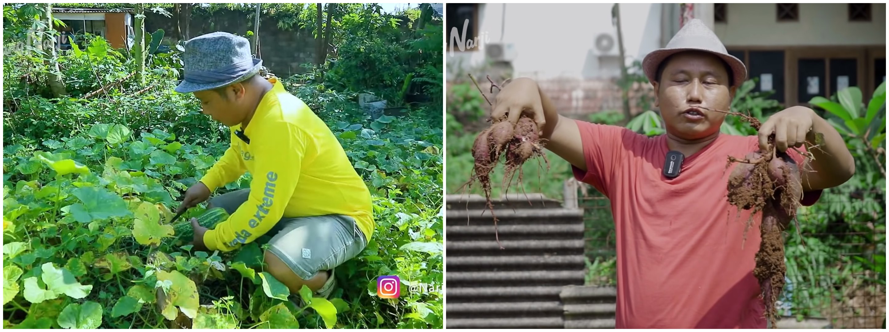 Sukses jadi petani, 11 momen Narji panen hasil kebun belakang rumah