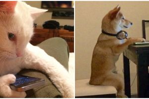 11 Momen kocak binatang berlagak manusia ini bikin tepuk jidat