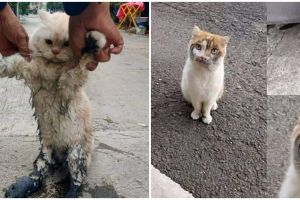 11 Potret kucing terjebak masalah ini bikin manusia geleng kepala