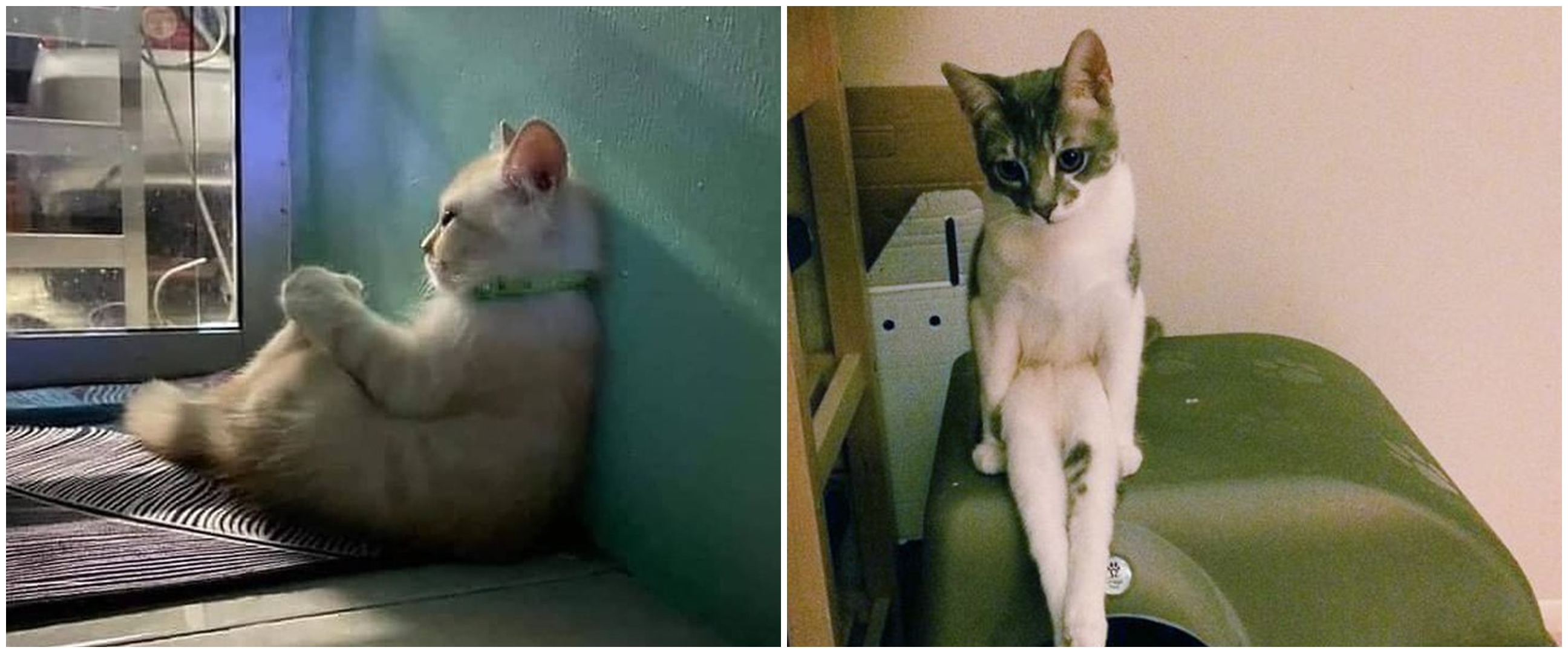 21 Pose duduk nyeleneh kucing ini mirip dengan manusia