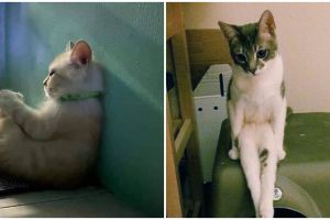 21 Pose duduk nyeleneh kucing ini mirip dengan manusia