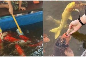 11 Potret cara unik orang beri makan ikan, bikin senyum tipis