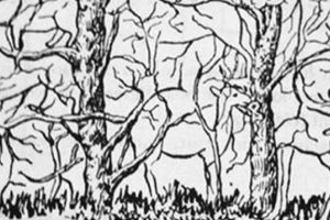 Temukan satu hewan di tes ini untuk tahu karaktermu yang sebenarnya