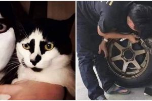 13 Momen lucu orang kompak sama peliharaan, nyeleneh pol