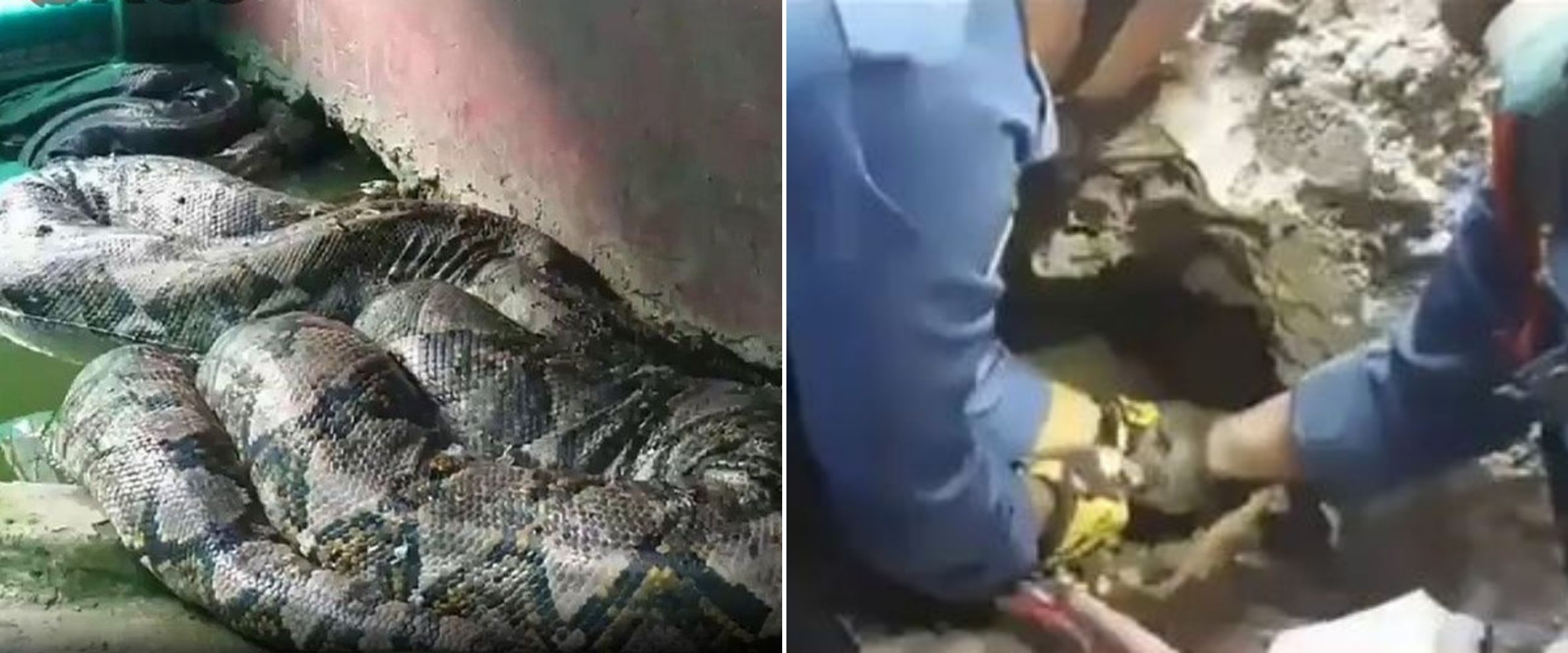 Ular empat meter sembunyi di bawah lantai, evakuasinya bikin deg-degan