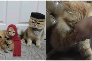 13 Potret kocak kucing ikut Lebaran ini bikin senyum lebar