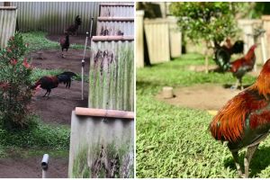Viral peternakan ayam ini dibikin layaknya perkampungan, unik abis