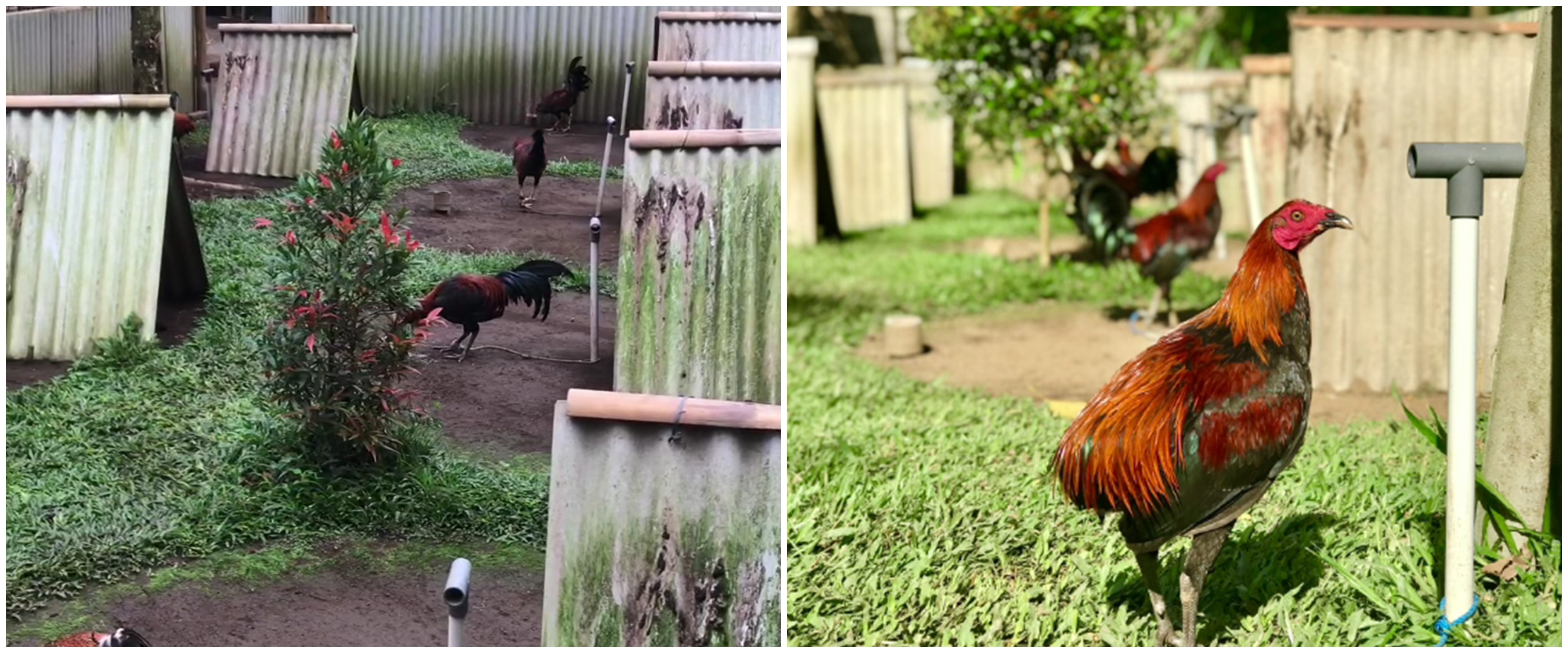 Viral peternakan ayam ini dibikin layaknya perkampungan, unik abis