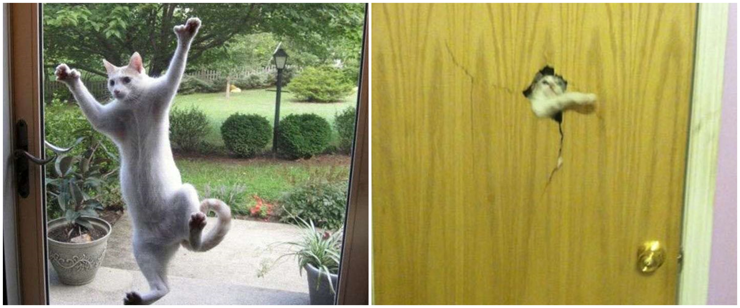 11 Aksi lucu hewan peliharaan minta masuk rumah ini drama banget