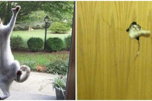 11 Aksi lucu hewan peliharaan minta masuk rumah ini drama banget