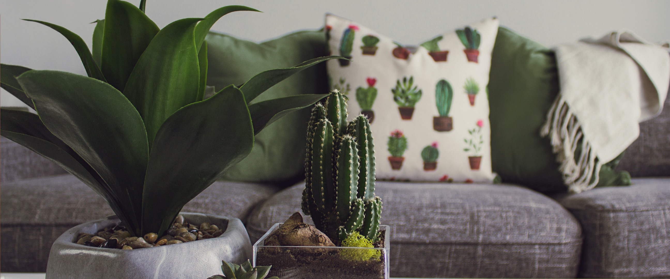 Yuk cari tahu kekuatan terbesarmu dari pilihan kaktus favorit kamu